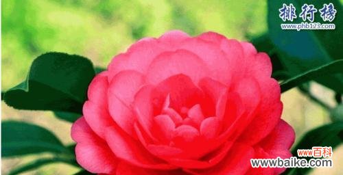 以什么花象征一生一世的情感 一生一世的花语