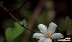 百合花的象征意义及如何运用虚心之道 以百合花代表虚心——探讨谦逊与包容的力量