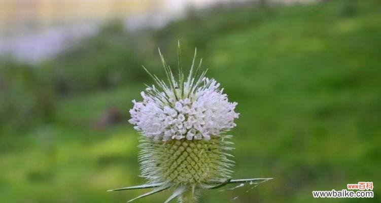 寄托心意 鲜花的语言