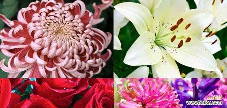 以百合花为象征 用花语诉说友情长久