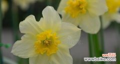 在这个五彩斑斓的世界中 友情的花朵