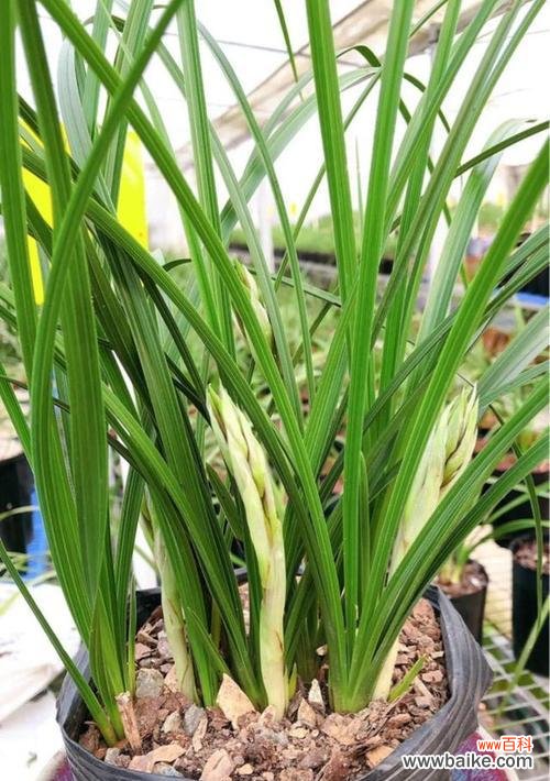 从花瓣到花蕊 以百合花代表优雅气质