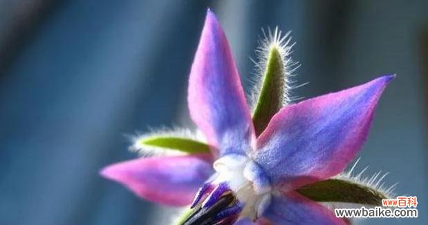 红色玫瑰花语与勇敢的象征意义 以红色玫瑰花代表勇敢的花语