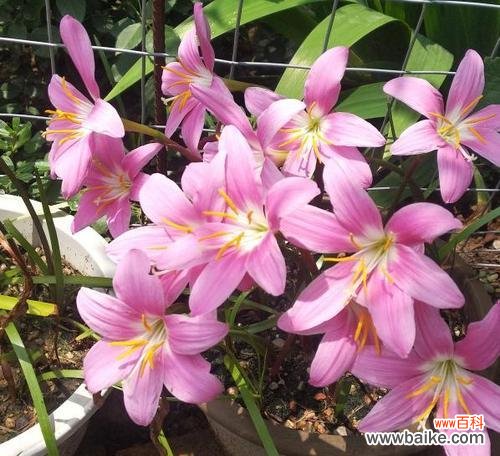 红色玫瑰花语与勇敢的象征意义 以红色玫瑰花代表勇敢的花语