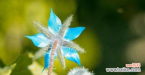 红色玫瑰花语与勇敢的象征意义 以红色玫瑰花代表勇敢的花语