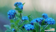 以花之名 永恒的爱情