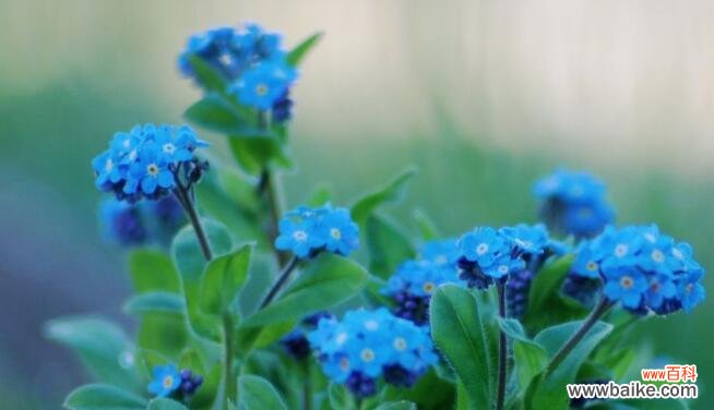 以花之名 永恒的爱情