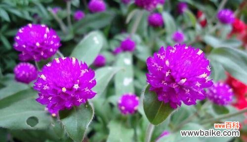 以花之名 永恒的爱情