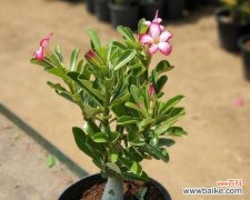 以莲花为主题的重生意象描写 花开重生，绽放新生命