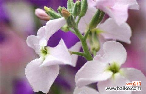 揭示花语中的忠诚象征 花语中的忠诚