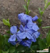 揭示花语中的忠诚象征 花语中的忠诚