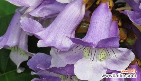 揭示花语中的忠诚象征 花语中的忠诚