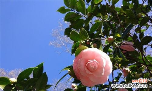 中国国花的象征意义与文化传承 中国文化之花——牡丹