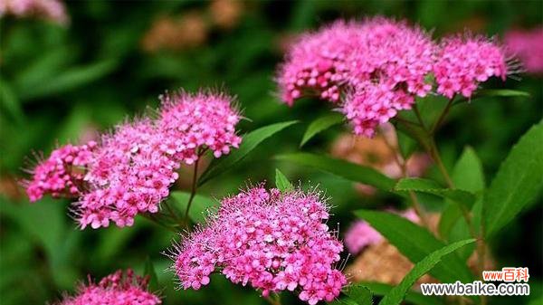 以百合花为代表的智慧之美 智慧之花