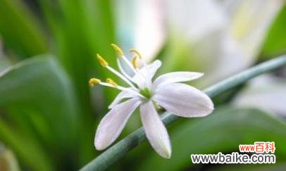 以百合花为代表的智慧之美 智慧之花