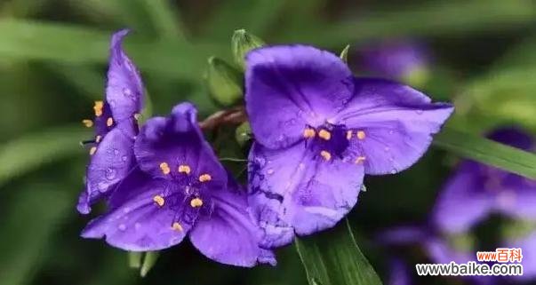 自由的象征与蒲公英的奇妙旅程 以蒲公英代表自由的力量