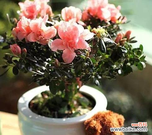 散发光芒的向日葵 自信之花——向日葵