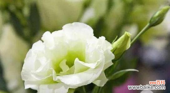 散发光芒的向日葵 自信之花——向日葵