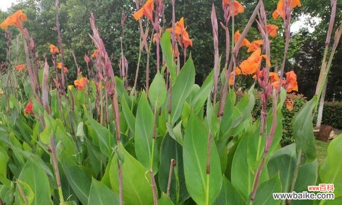 以自恋玫瑰为代表 自负自恋的花语世界