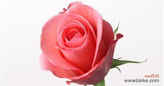 探索花语中的负面寓意 揭秘花语中不好的花是哪些