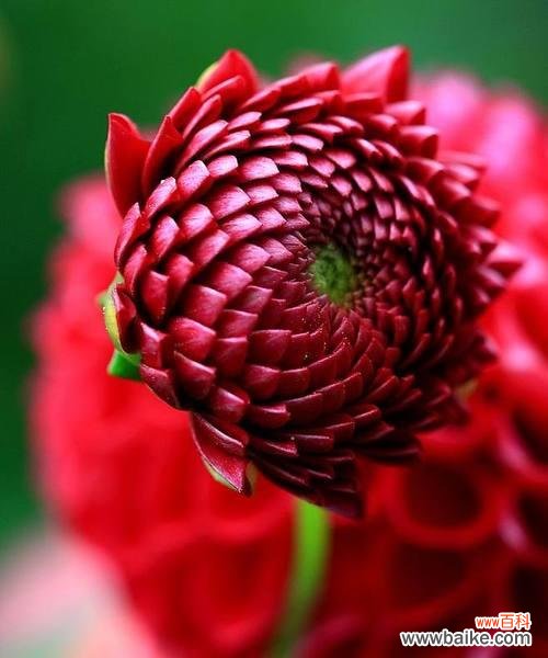 迎接阳光的向日葵在花海中欢呼 以向日葵为花语的欢迎之旅