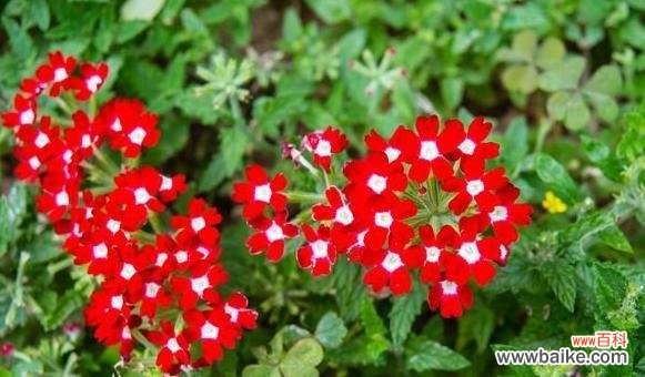 向日葵花语 以向日葵的花语为主题的文章