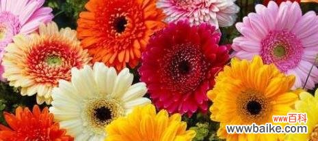 向日葵花语 以向日葵的花语为主题的文章