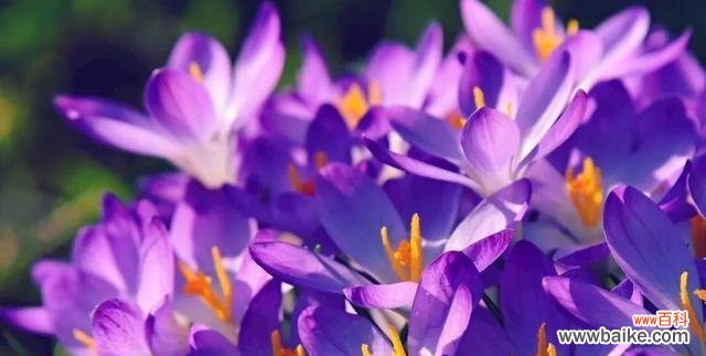 向日葵花语 以向日葵的花语为主题的文章