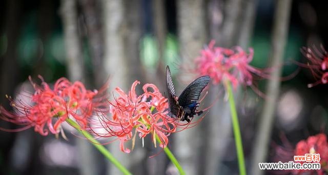 以什么花的花语表达绝望的爱 绝望的爱之花语
