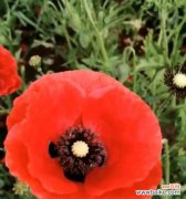 当郁金香凋零 绝望之花——郁金香