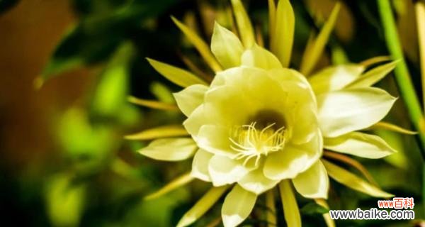 当郁金香凋零 绝望之花——郁金香