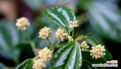 百合花语的深意与人际交流的启示 用百合花的花语探究人与人之间的理解之道