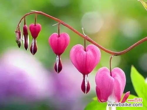 百合花的花语揭示离别的爱情真谛 离别之爱