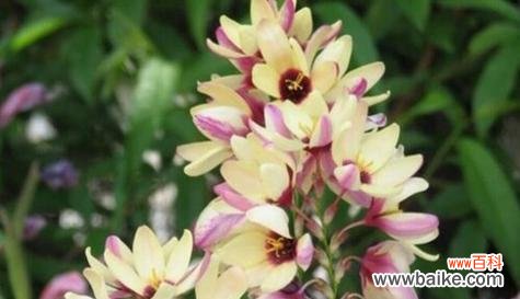 探寻白色兰花背后的神秘情感 神秘冷漠的花语——白色兰花的深意