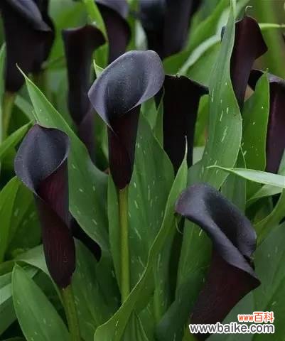 探寻铁线莲花语的秘密 揭秘神秘花语——以铁线莲为主题