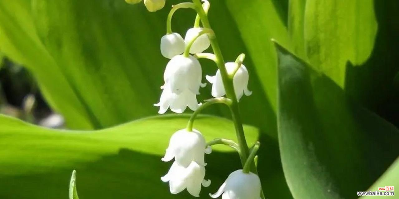 用红玫瑰传递深情 深情绽放——以红玫瑰花语为主题的文章