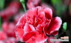 时间如水 思念与等待的花语——以忘忧菊为例