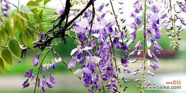 时间如水 思念与等待的花语——以忘忧菊为例