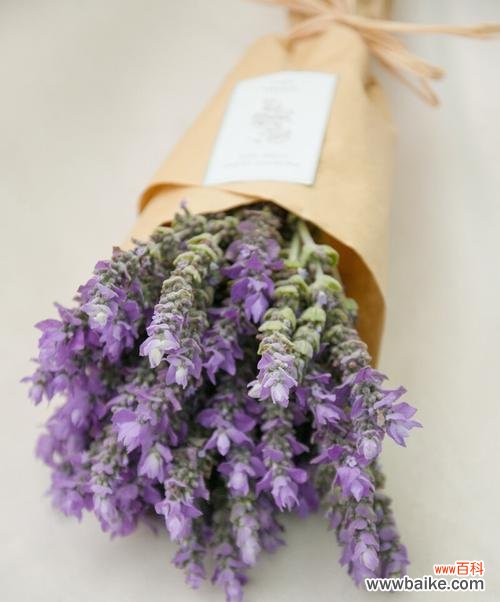 相思花 思念之花——以相思花的花语为主题的文章