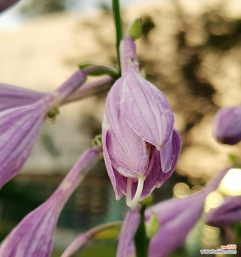 相思花 思念之花——以相思花的花语为主题的文章