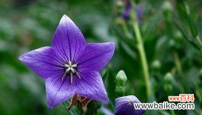 探寻百合花的花语与无私爱的奥秘 深情无私的爱——以百合花的花语为主题