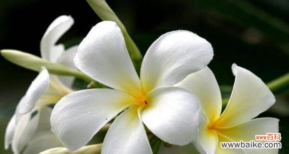 探寻百合花的花语与无私爱的奥秘 深情无私的爱——以百合花的花语为主题