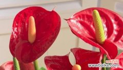 早日康复 以康乃馨的花语为主题的文章