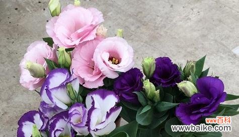 百合花语中的再见与告别 永别的告别——以百合花为主题的花语之旅