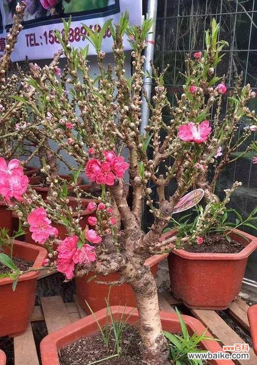 桃子与富饶 桃子的象征意义