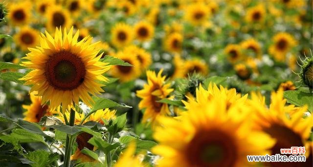 探索向日葵的十五个花语及其象征意义 向日葵的花语