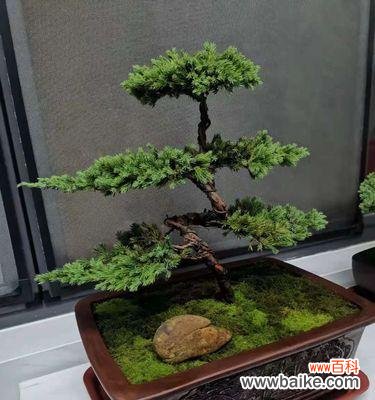 一株生机勃勃的树木 迎客松的象征意义与传承之美