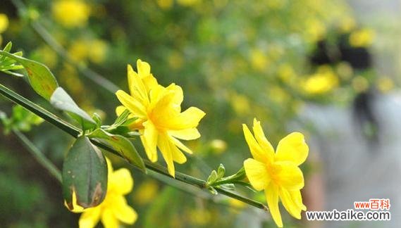 迎春花的代表意义与祝福 迎春花花语