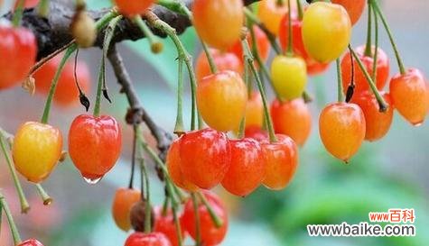 樱桃的象征意义与文化传承 樱桃