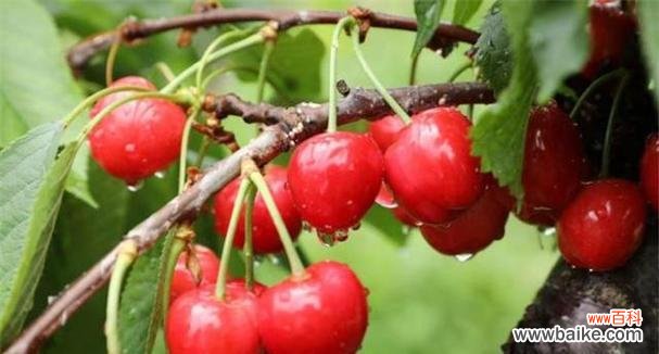 樱桃的象征意义与文化传承 樱桃